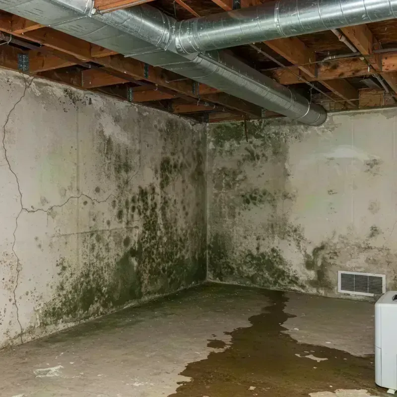 Professional Mold Removal in Lochbuie, CO